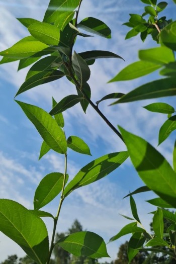 Верба п’ятитичинкова |Salix pentandra | Ива пятитычинковая